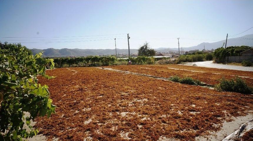 Ziraat Odası Başkanınından &Uuml;z&uuml;m Hoşafı &Ccedil;ağrısı