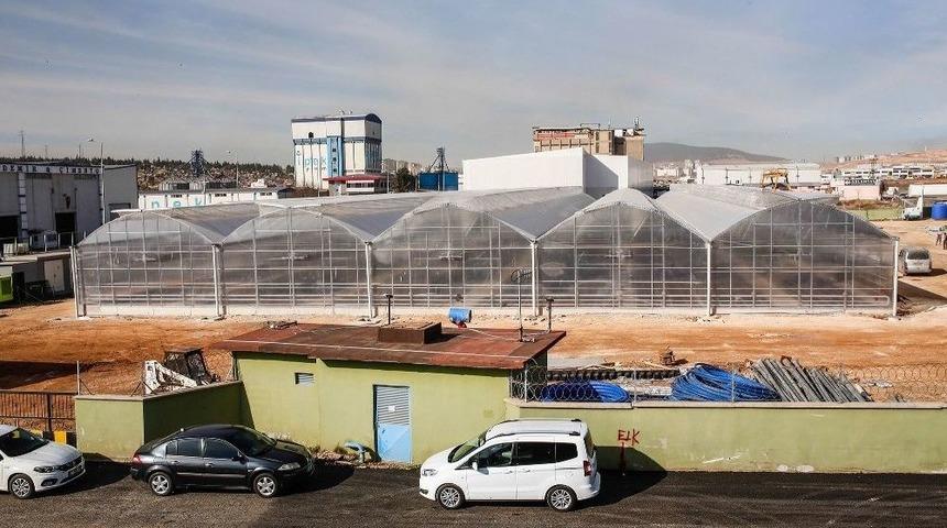 Gaziantep&rsquo;e 26 Bin Metrekarelik Yeni Sera