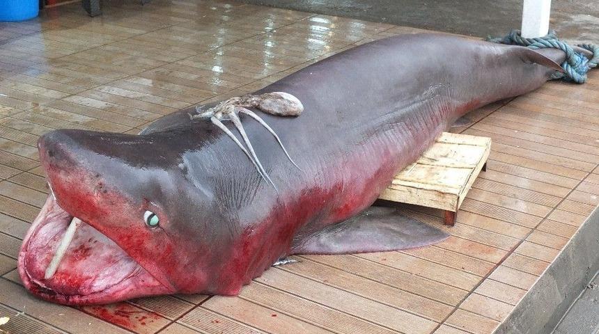 Hamsi Ağlarına Yarım Tonluk Canavar Takıldı