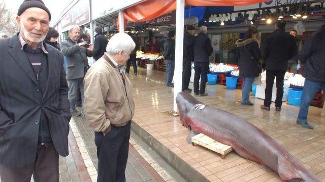 Hamsi Ağlarına Yarım Tonluk Canavar Takıldı