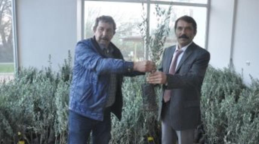 Finike Ziraat Odasından &Uuml;cretsiz Zeytin Fidanı