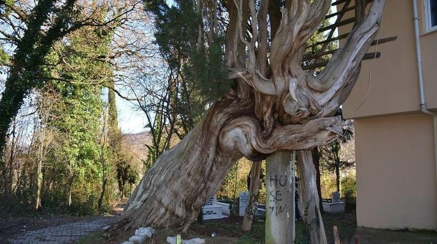 117 Yıllık Ağa&ccedil; Hayrete D&uuml;ş&uuml;r&uuml;yor