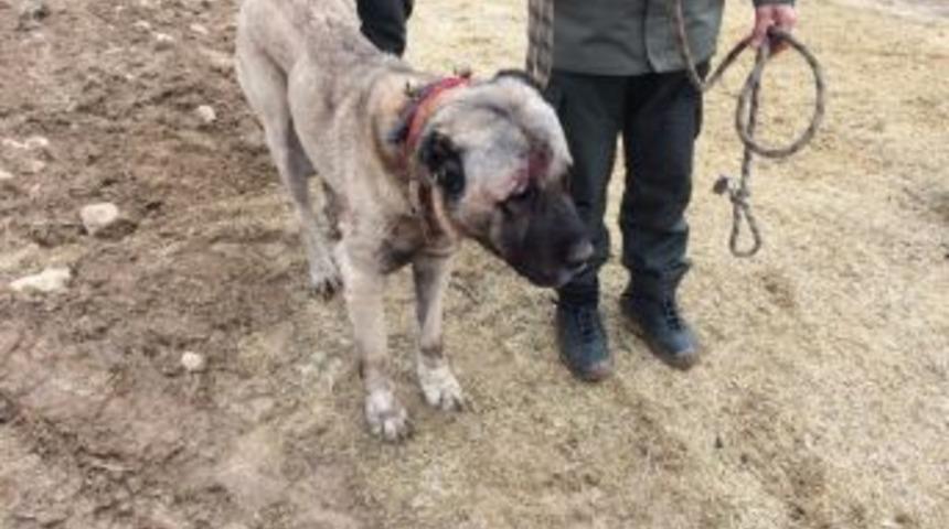 Tokat&rsquo;ta K&ouml;pek D&ouml;v&uuml;ş&uuml; Bahis&ccedil;ilerine Jandarma&rsquo;dan Operasyon