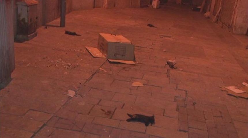 Yavru Kediler Ölü Bulundu