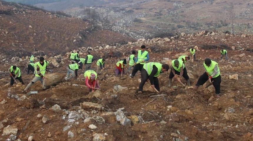 Menderes’in Yanan Ormanları Yeşille Buluşuyor