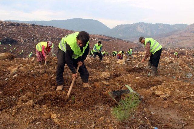 Menderes’in Yanan Ormanları Yeşille Buluşuyor