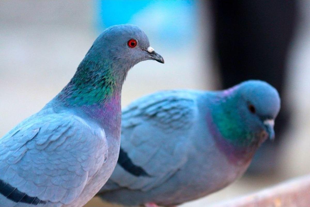 Atılan Yeme Akın Eden Kuşların G&ouml;rsel Ş&ouml;leni