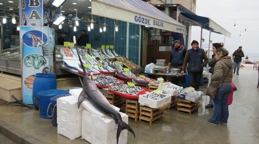 Dev Kılı&ccedil; Balığı G&ouml;renleri Şaşkına D&ouml;nd&uuml;rd&uuml;