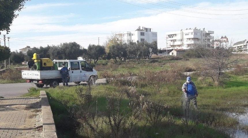 B&uuml;y&uuml;kşehir, Sinekle M&uuml;cadeleye Devam Ediyor