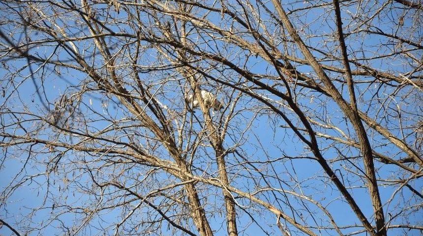 Ağaçta Kalan Kedi İçin Operasyon