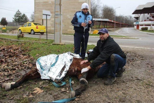 Veteriner Hekimin Duyarlı Davranışı ’insanlık Ölmemiş’ Dedirtti