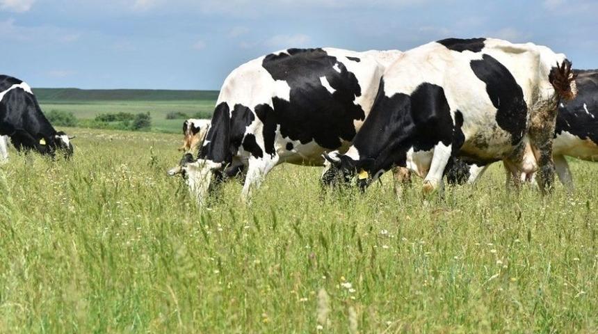 T&uuml;rkiye&rsquo;nin En B&uuml;y&uuml;k Mera Islahı &Ccedil;alışması S&uuml;r&uuml;yor