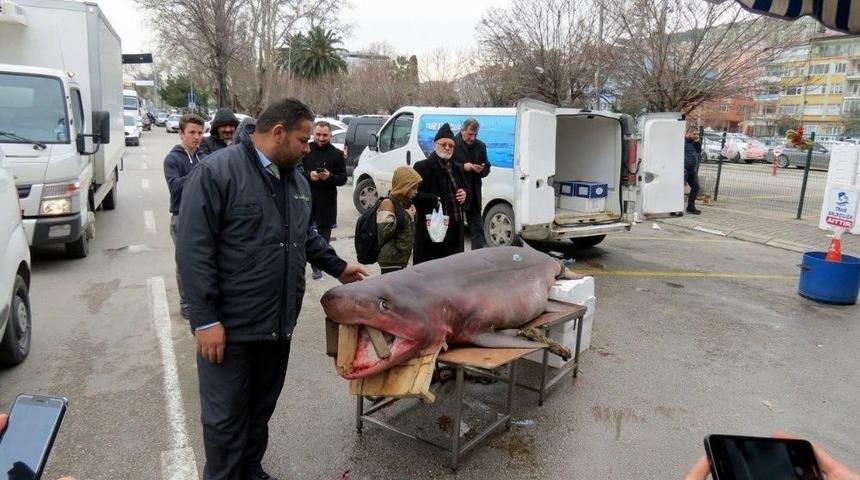 Mudanyalıların K&ouml;pek Balığı Sevgisi