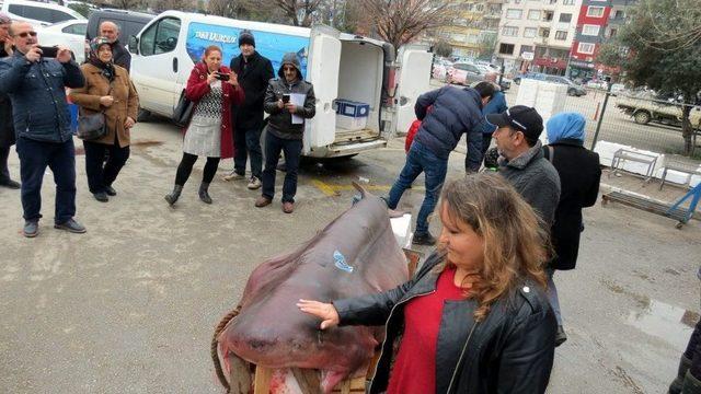 Mudanyalıların Köpek Balığı Sevgisi