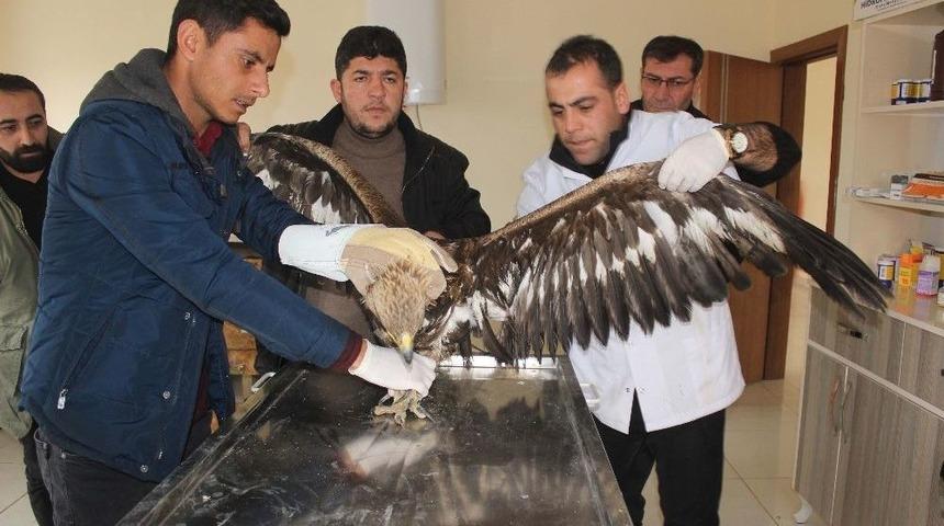 Sağlık Merkezine Getirilen Kaya Kartalı Tedavi Altına Alındı