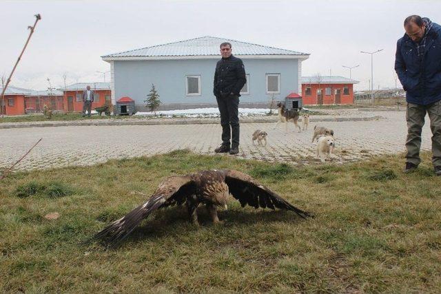 Sağlık Merkezine Getirilen Kaya Kartalı Tedavi Altına Alındı