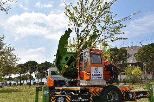 Muğla Büyükşehirden Ağaçları Koruyan Yatırım