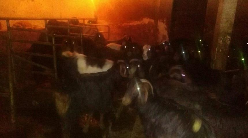 &Ccedil;alınan Ke&ccedil;ilerine Kavuştu