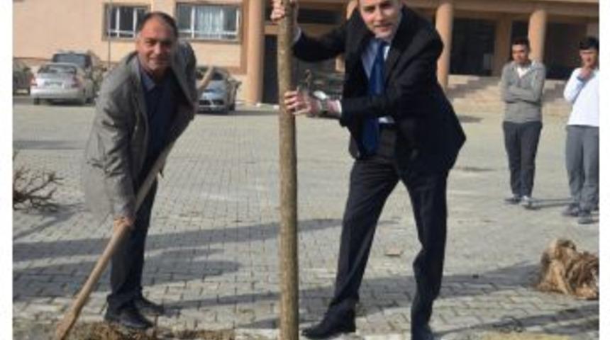 Kendi G&uuml;nlerinde Ağa&ccedil; Diktiler