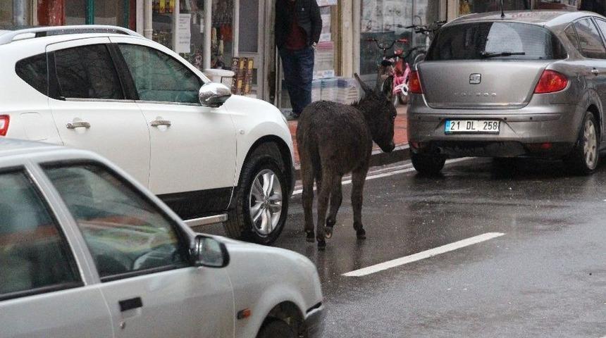 Silvan&rsquo;da Eşekler Kazalara Davetiye &Ccedil;ıkarıyor