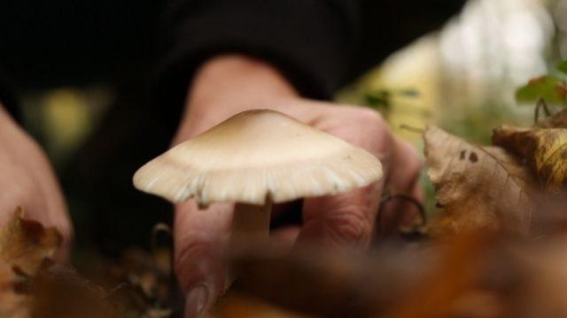 Mantar ne zaman toplanır?