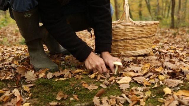 Mantar toplarken nelere dikkat edilmelidir?