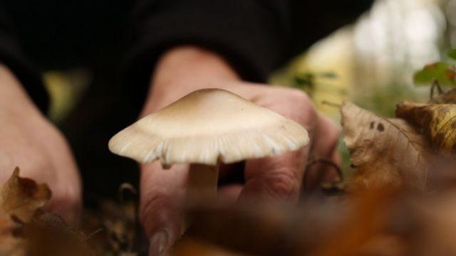 Türkiye'de hangi bölgelerde ne tür mantar yetişir?