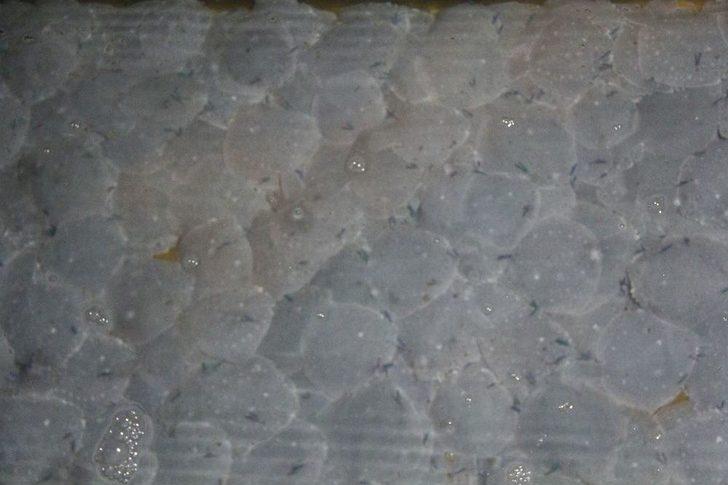 Bakan Demircan Ve Fakıbaba Denize Kalkan Yavrusu Bıraktı G3