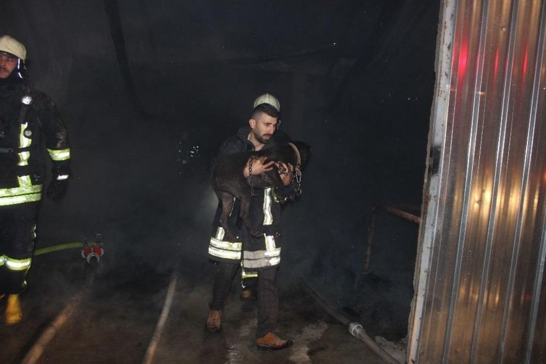 Denizli&rsquo;de 4 İş Yerinin K&uuml;l Olduğu Yangında K&ouml;pek Mahsur Kaldı