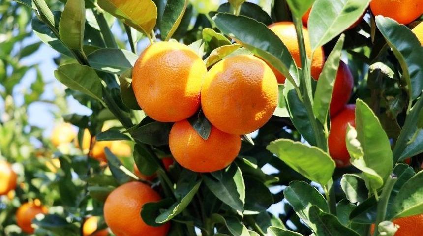 Adana&rsquo;dan 125 Milyon Liralık Mandalina İhra&ccedil; Edilecek