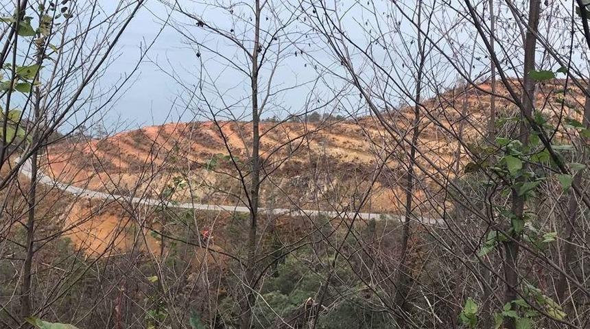 Yangında Zarar G&ouml;ren &Ccedil;amburnu&rsquo;na 14 Bin Adet Sarı&ccedil;am Fidanı Dikildi