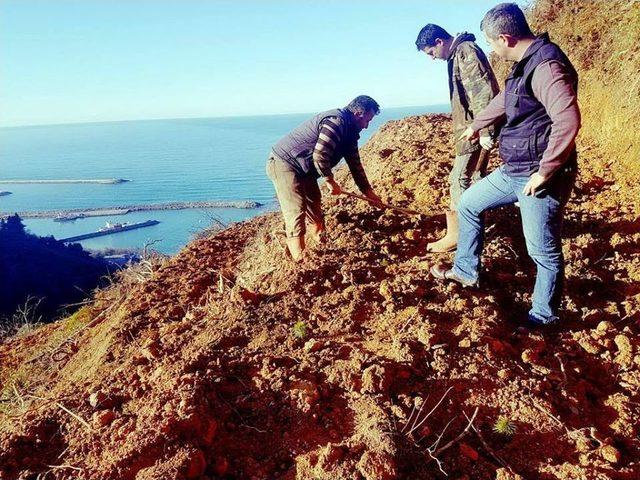 Yangında Zarar Gören Çamburnu’na 14 Bin Adet Sarıçam Fidanı Dikildi