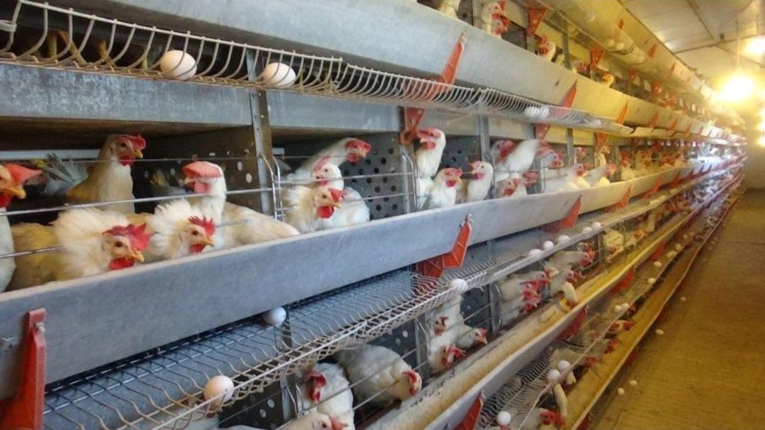 300 Tavukla Başladı, Şimdi 7 Bin Tavuğu Var