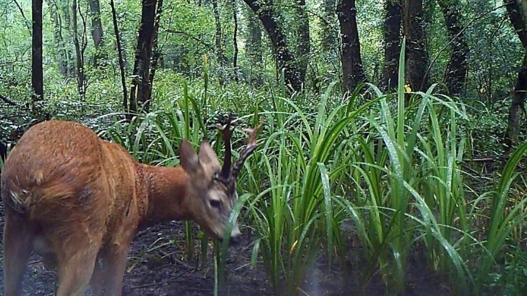 Yaban Hayatı Fotokapanlara Takıldı