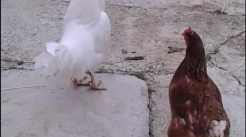 (&ouml;zel Haber) Tatlı Kızın Tiyatrocu Horozu