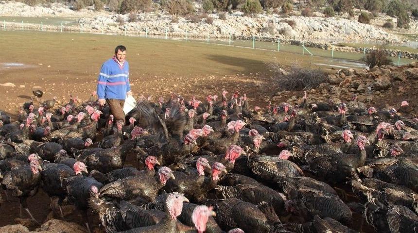 Konya&rsquo;da Yılbaşından Sonra Hindi Satışı Da Fiyatı Da D&uuml;şt&uuml;