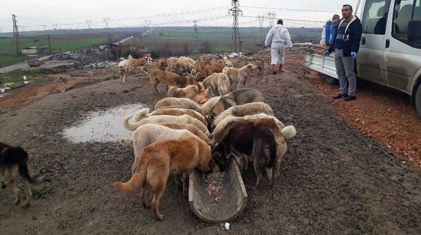 Edirne’de ‘sevimli Dostlar’ Yalnız Değil
