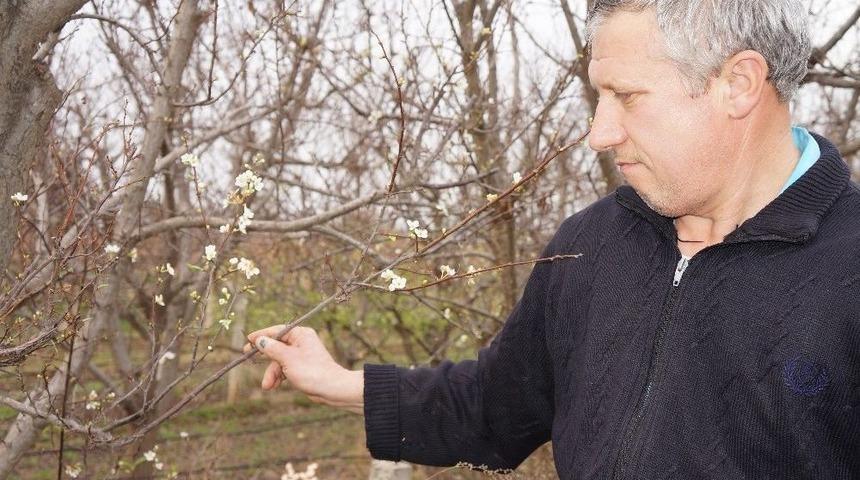 Sarıg&ouml;l&rsquo;de Papatyaların Ardından Erikler De &Ccedil;i&ccedil;ek A&ccedil;tı