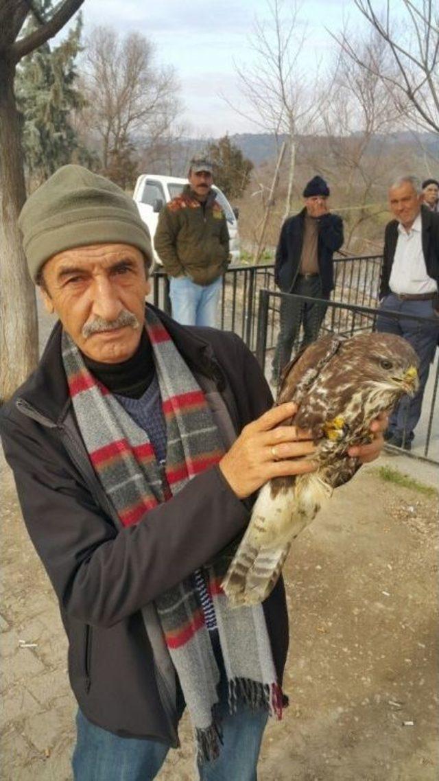 Yaralı Şahine Osmaneli Merkez Avcılar Kulübü Üyeleri Sahip Çıktı