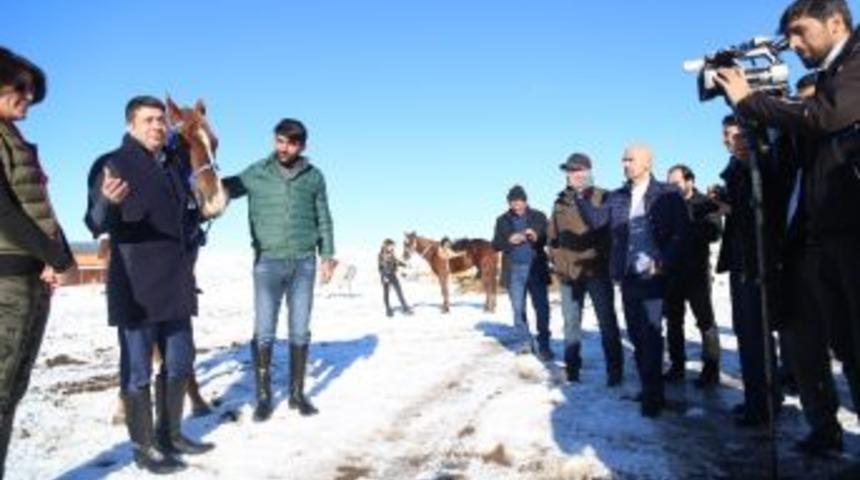 S&uuml;er&rsquo;e Safkan Arap Atı