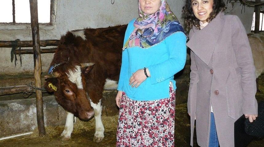 Destekle Aldığı İneğinin İlk Buzağısı Doğdu