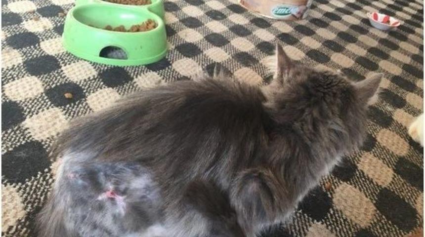 Yaralı Kedi, Hayvan Bakım Evinde Hayata Tutundu