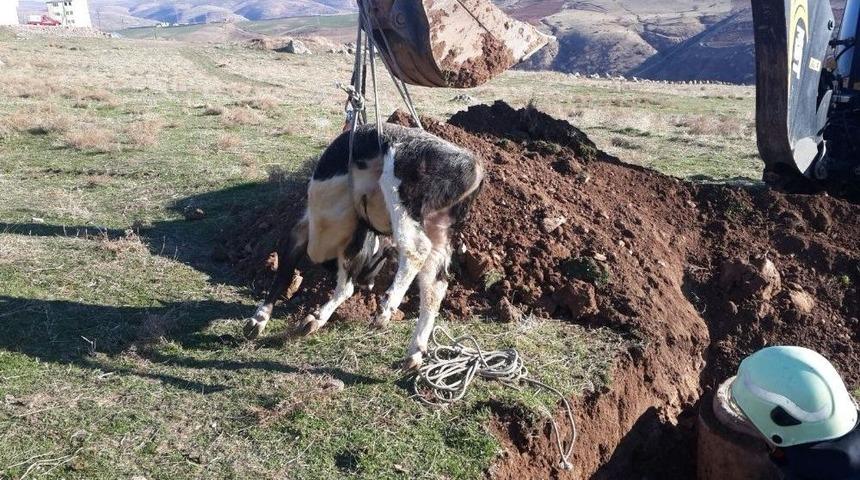 Siirt&rsquo;te R&ouml;gara D&uuml;şen İneği İtfaiye Kurtardı