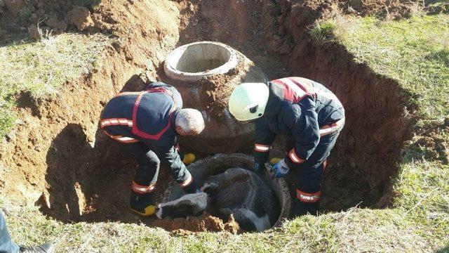 Siirt’te Rögara Düşen İneği İtfaiye Kurtardı