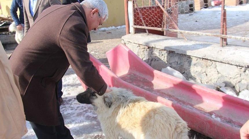 Başkan Kara&ccedil;anta:"sokak Hayvanlarına Hep Birlikte Sahip &Ccedil;ıkmalıyız"