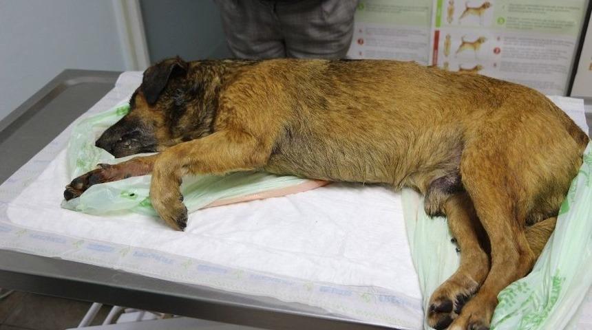 Marmaris&rsquo;te 2 K&ouml;pek Zehirlenerek &Ouml;ld&uuml;r&uuml;ld&uuml;