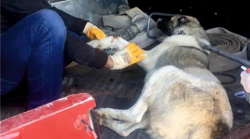 Yaralı Sokak K&ouml;peği Tedavi Edildi
