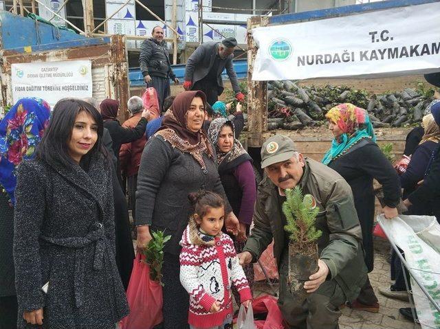 Perşembe Pazarında Fidan Dağıtımı