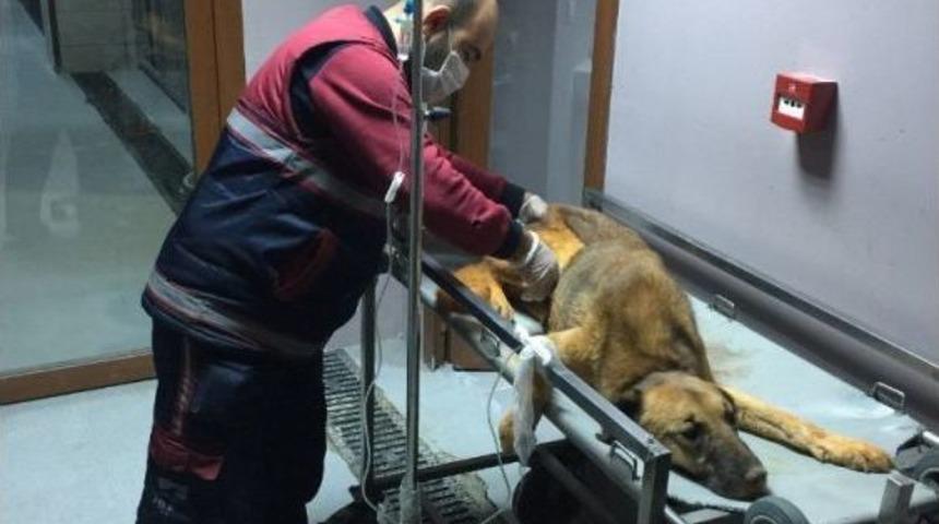 (&ouml;zel Haber) Pendik&rsquo;te İkinci "kuyu" K&ouml;pek Olayı