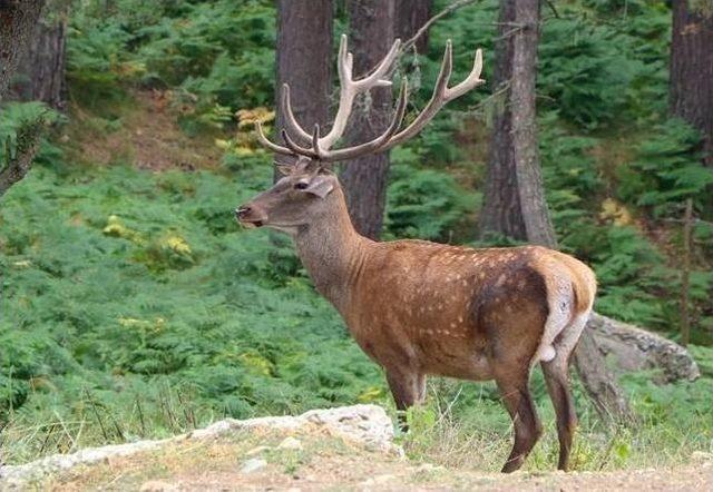 Samsun’da 253 Yaban Hayvanı Tedavi Edildi